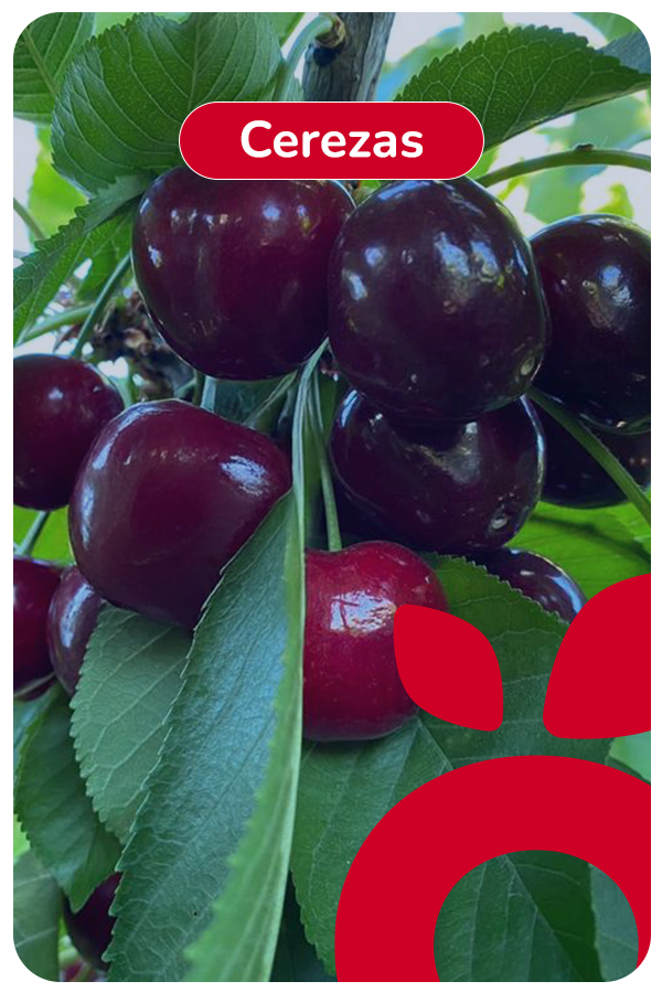 cerezas 1