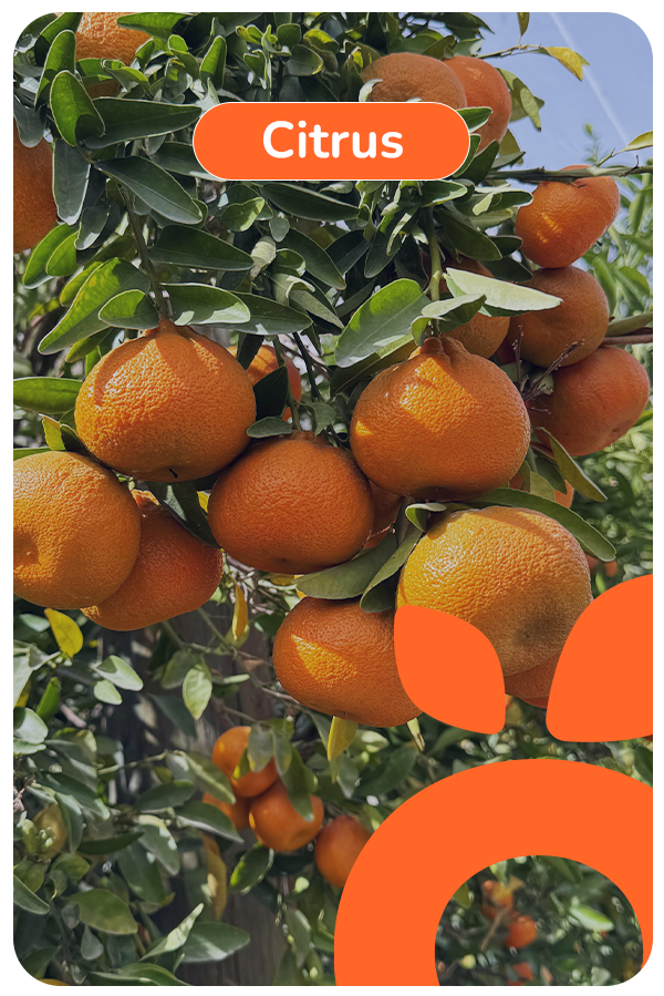 ingles citrus